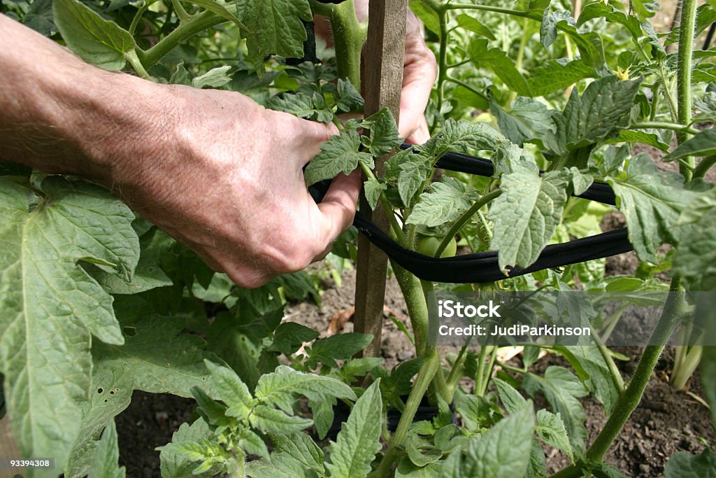 Mani di un uomo annodare Pianta di pomodoro di gioco - Foto stock royalty-free di Annodare