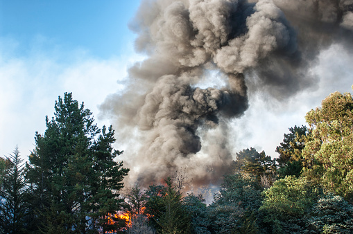 Smoke rising through trees from an out of control wildfire along the California coast.