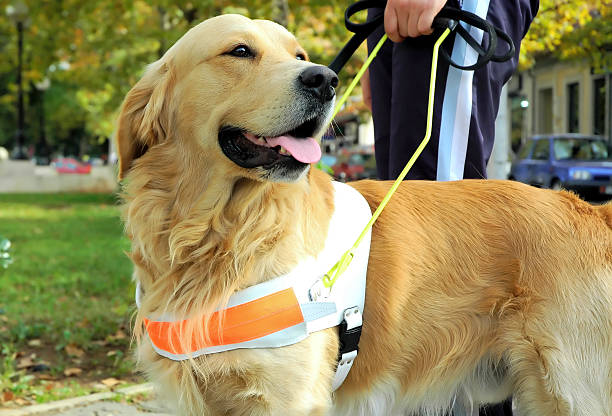 Seeing eye dog  service dog stock pictures, royalty-free photos & images