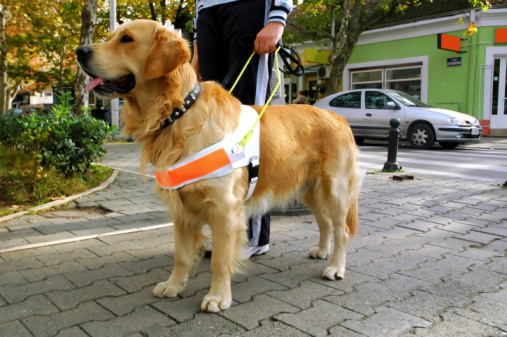 Seeing eye dog helping blind person to walk
