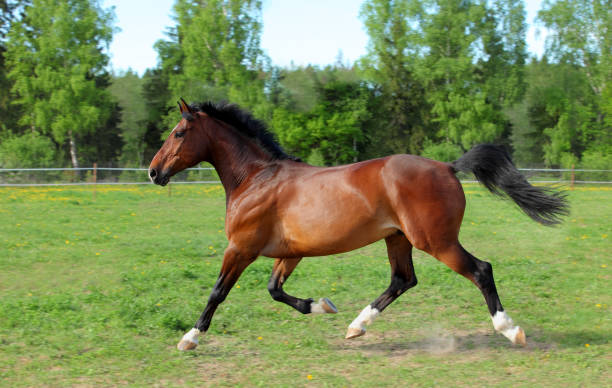 istock Horse playing in the paddock 933946296