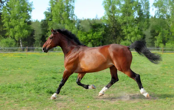 Photo of Horse playing in the paddock