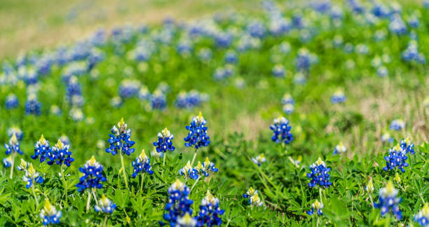 istock Texas Hill Country Spring time Bluebonnets 933946400
