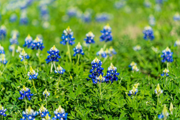istock Spring time is in the air of Texas 933946406