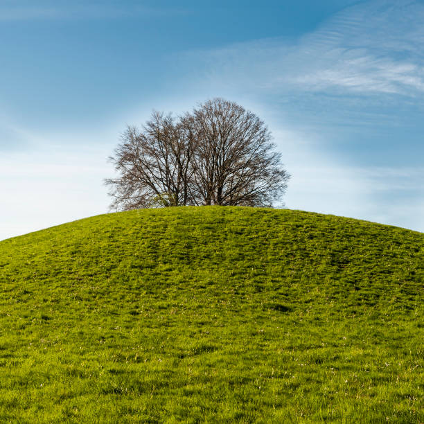 istock Swiss landscape with meadows 933951742