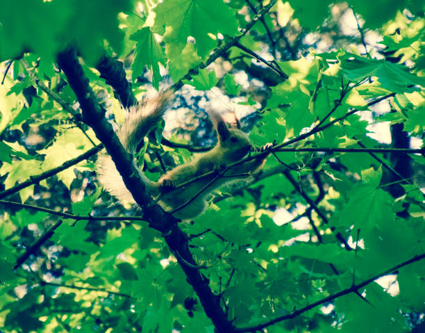 istock A squirrel on the branches of a maple. The squirrel is a forest rodent 933952088