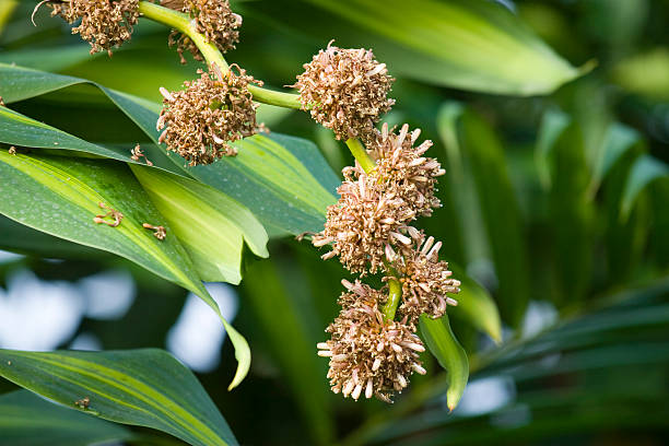 Spiky Plant stock photo