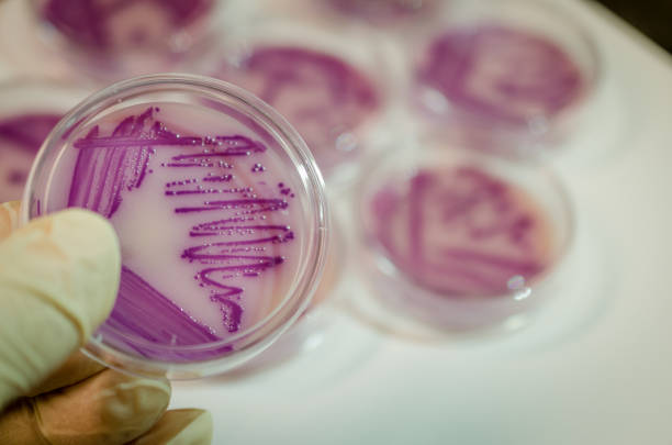 Bacterial culture plate with E. coli colony Close up picture of E. coli culture plate antibiotic resistant photos stock pictures, royalty-free photos & images
