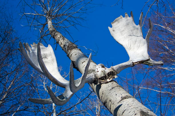 Antlers In The Sky stock photo