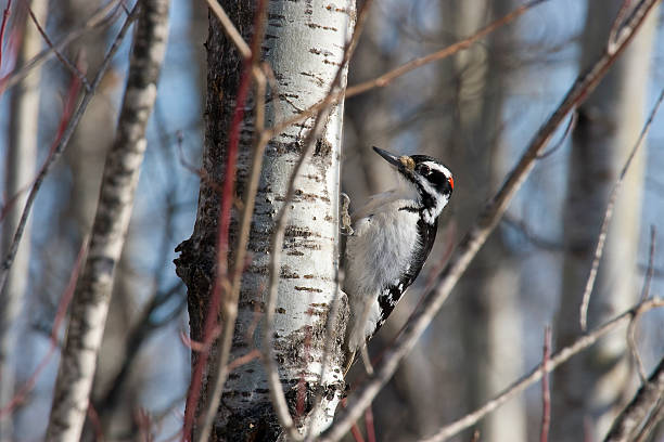 Woody Wood Pecker stock photo