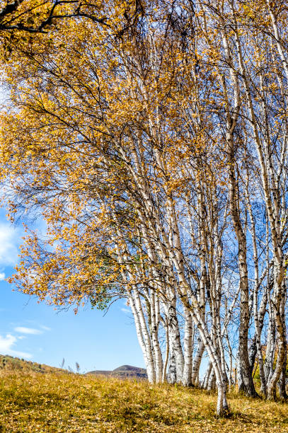 istock The golden silver birch in autumn 933952714