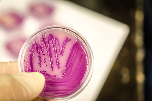 Close up picture of bacterial culture