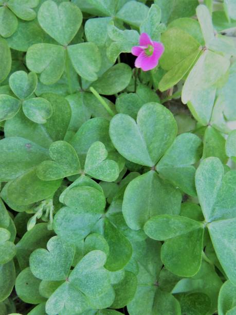 istock three-leaf clover with a purple flower 933957294