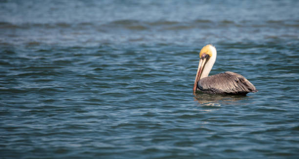 istock Brown pelican bird Pelecanus occidentalis 933959652