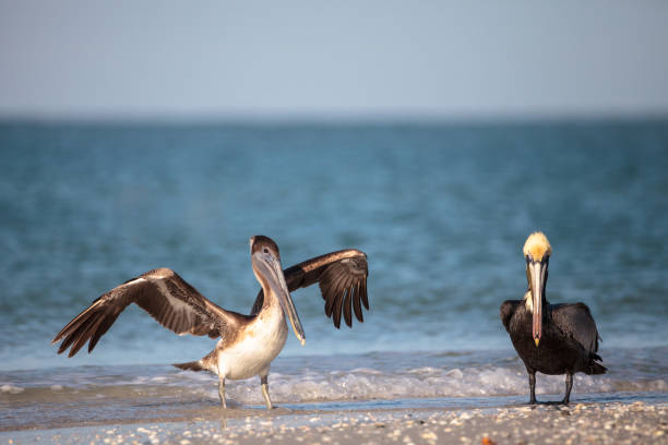 istock Brown pelican bird Pelecanus occidentalis 933959658