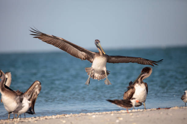istock Brown pelican bird Pelecanus occidentalis 933959678