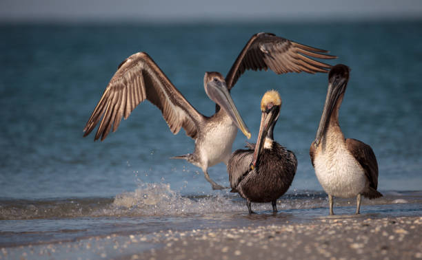 istock Brown pelican bird Pelecanus occidentalis 933959682