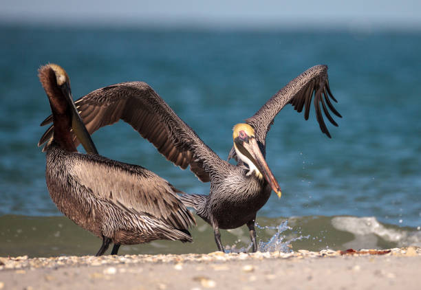 istock Brown pelican bird Pelecanus occidentalis 933959712