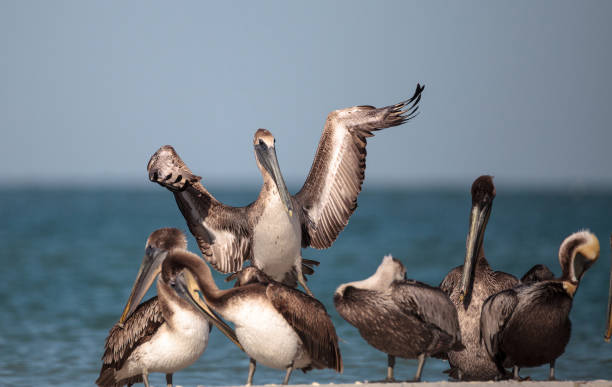 istock Brown pelican bird Pelecanus occidentalis 933959738