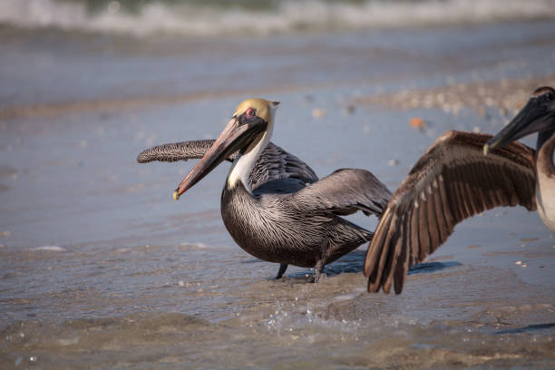 istock Brown pelican bird Pelecanus occidentalis 933959820