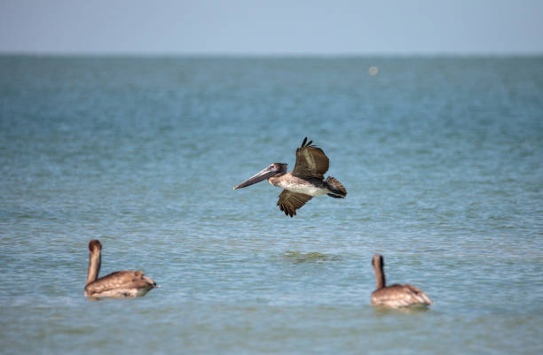 istock Brown pelican bird Pelecanus occidentalis 933959834