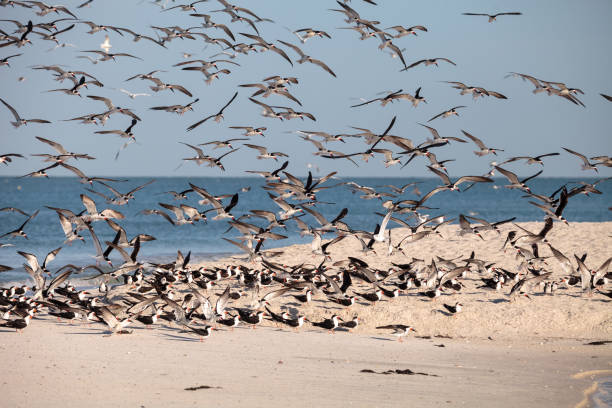 istock Flock of black skimmer terns Rynchops niger 933962426