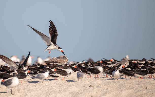 istock Flock of black skimmer terns Rynchops niger 933962474