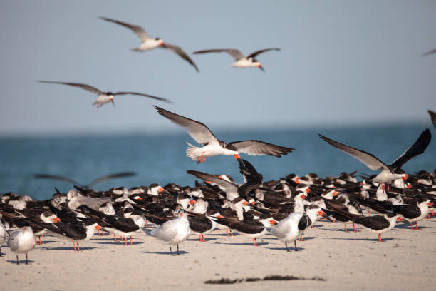 istock Flock of black skimmer terns Rynchops niger 933962480