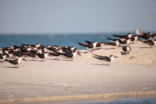 istock Flock of black skimmer terns Rynchops niger 933962488