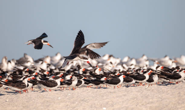 istock Flock of black skimmer terns Rynchops niger 933962494