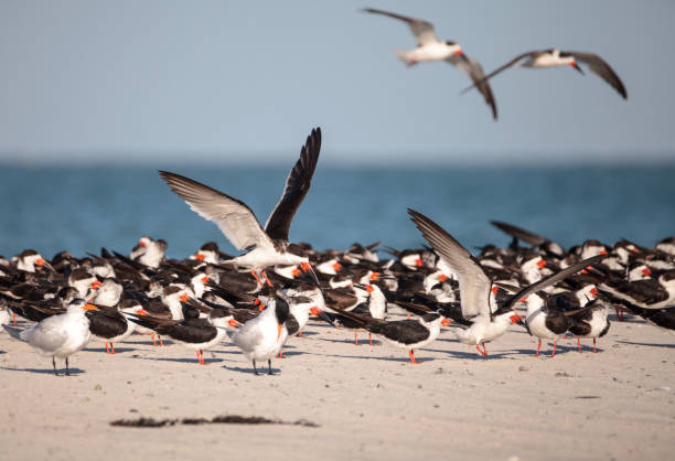 istock Flock of black skimmer terns Rynchops niger 933962496