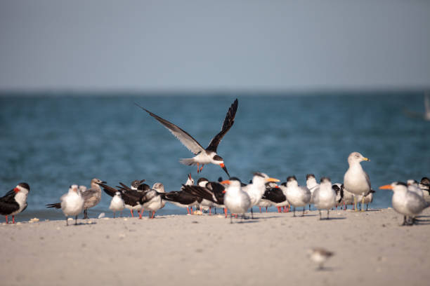 istock Flock of black skimmer terns Rynchops niger 933962502