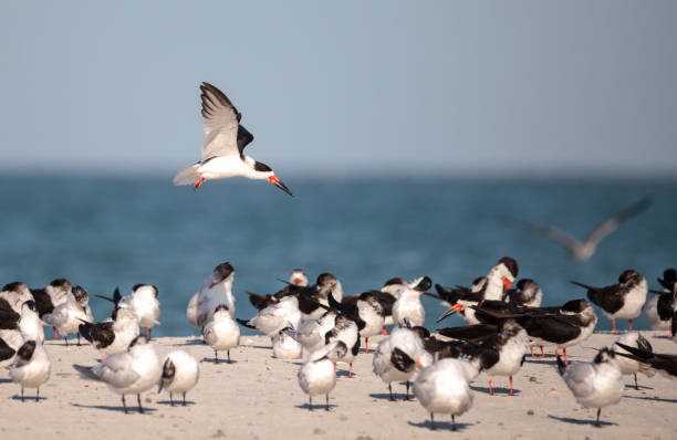 istock Flock of black skimmer terns Rynchops niger 933962600