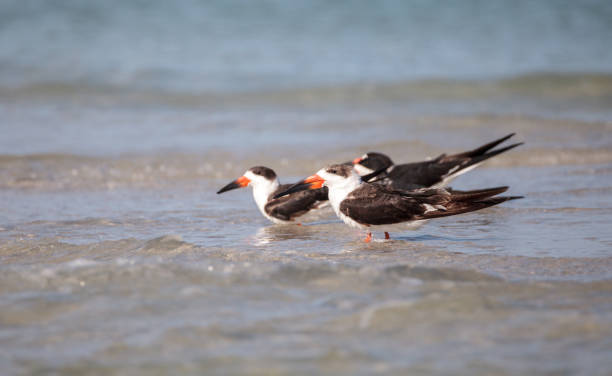 istock Flock of black skimmer terns Rynchops niger 933962670