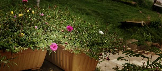 istock Pink flowers in pots. 933962680
