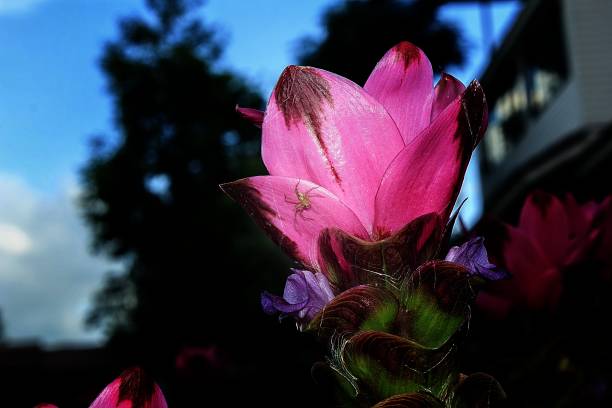 istock Siam Tulip in the garden. 933964804