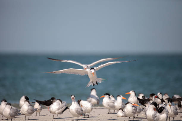 istock Royal tern Thalasseus maximus shorebird 933964990