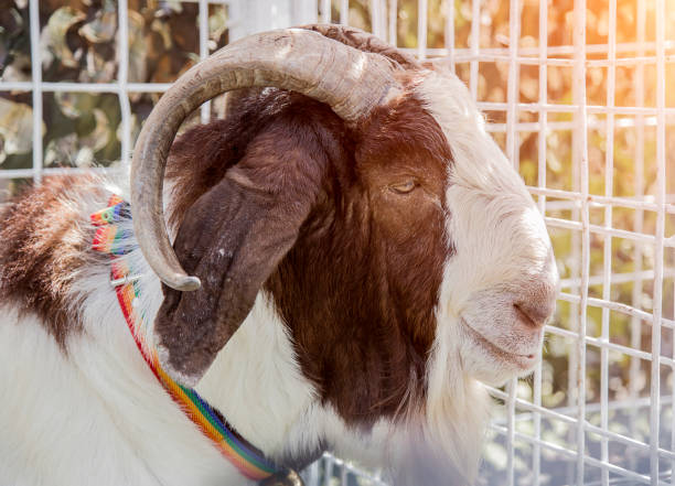 peaceful face goat pet in cage farm agriculture life