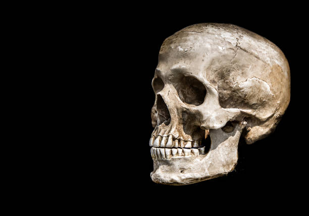 Human Skull Skeleton for medical anatomy education isolation on white background with clipping path.