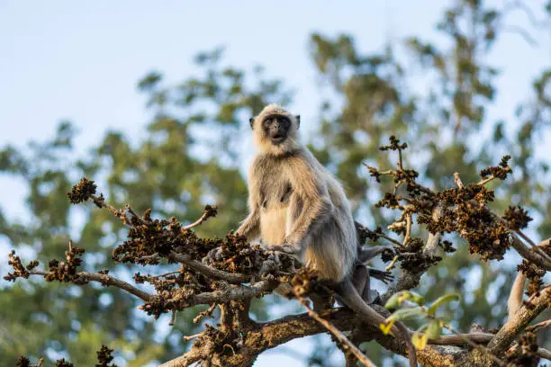 A Gray Langur staring from a tree branch in Mudumalai Tiger Reserve, Tamil Nadu, India.