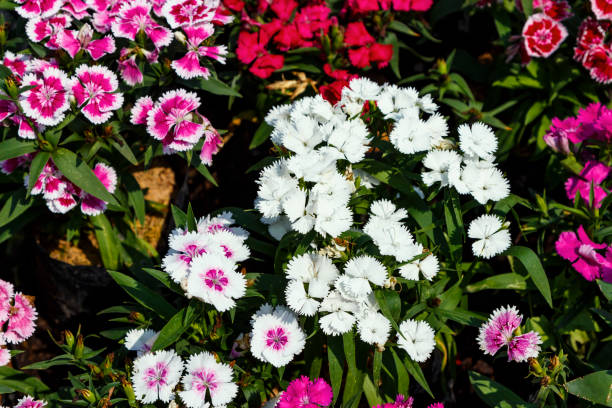istock Close up beautiful Dianthus flower on garden 934005936