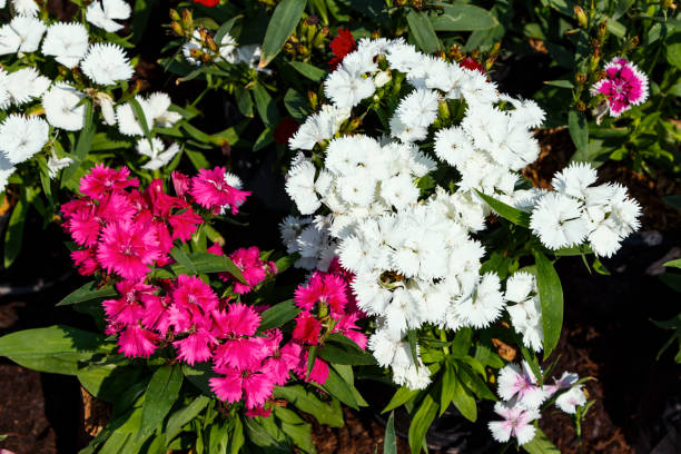 istock Close up beautiful Dianthus flower on garden 934005978