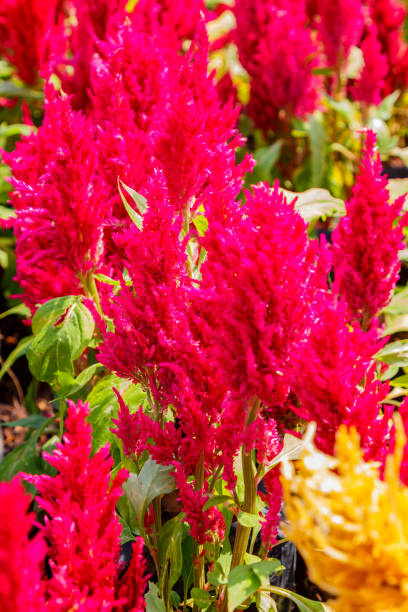 istock Blooming dwarf celosia , woolflowers or cockscombs flower in red and yellow colors 934006016