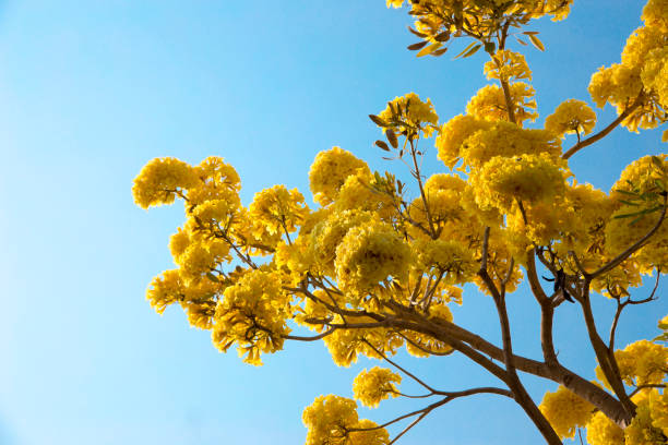 istock Silver trumpet tree, Tree of gold, Paraguayan silver trumpet tree 934008250