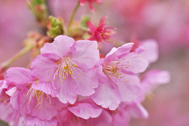 istock Cherry flower of the early blooming 934030606