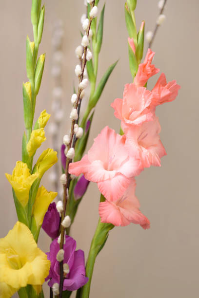 Gladiolus isolated on a white background.
