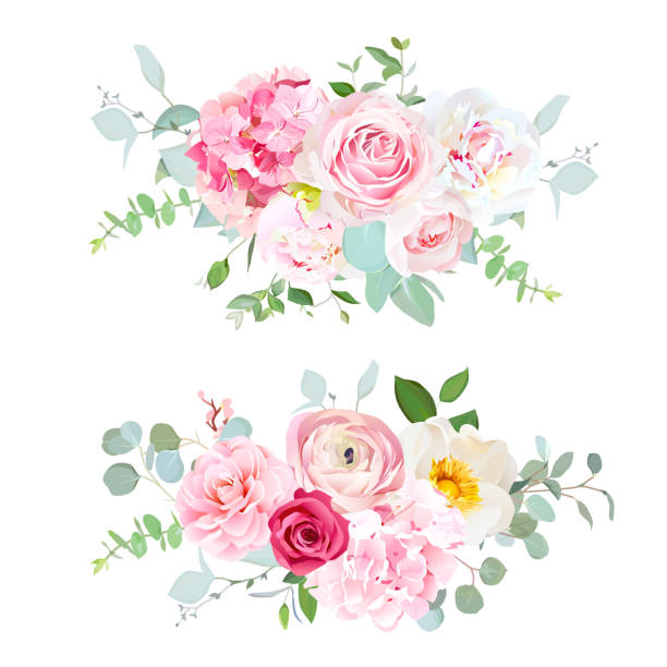 ilustrações, clipart, desenhos animados e ícones de rosa, hortênsia, peônia rosa, branca vermelha, camélia, ranúnculo, euc - hydrangea flower old fashioned retro revival