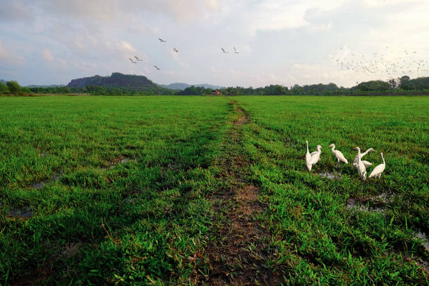 Greenfield Green grass sunset and flock of birds. henry ford museum stock pictures, royalty-free photos & images