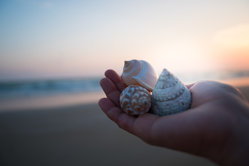 Three Conch shells on woman's hands in sunset light.