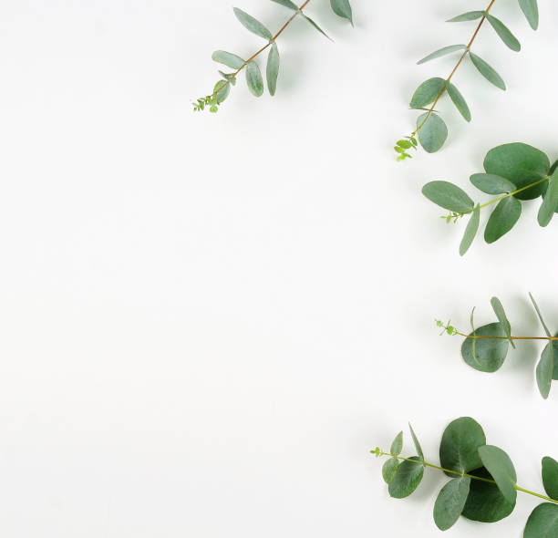 istock frame made of eucalyptus branches on white background. Flat lay, top view. copy space 934066618